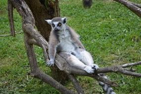 wild ringtail lemur rests on dry tree in Zoo