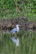 Wild Birds Waterfowl Gray