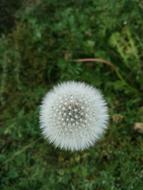 Dandelion White