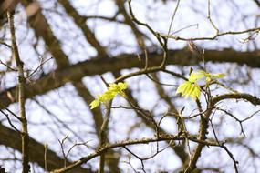 Spring Coming