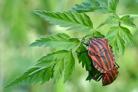 striped red-black beetle sits on green plant on a blurred background