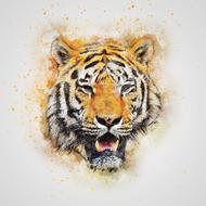 tiger cat predator art abstract drawing