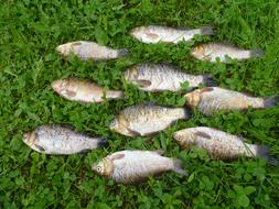 Fish Catch Grass