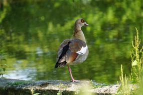 Animals Ducks Water Bird Aquatic