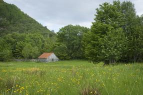 Meadow Seals Utløe
