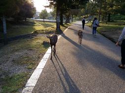 Japan cozy park with reindeer