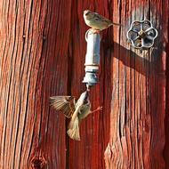 Sparrow Bird Thirsty