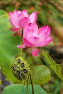 Lotus Root Water Lily