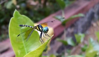 Close-up of the beautiful and colorful dragonfly on the green and yellow leaf