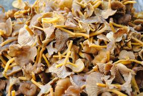 Chanterelle Mushrooms Funnel