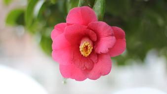 Camellia Affix