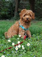 brown labradoodle on green flowering meadow