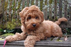 Puppy Bench Mossy