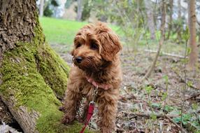 brown labradoodle on green moss at the foot of a tree