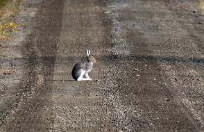 wild hare sit on the muddy road