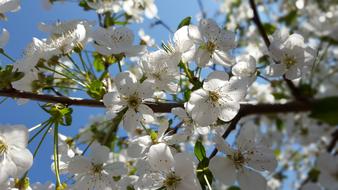 Cherry Tree Blossoms