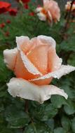 Rose Drop