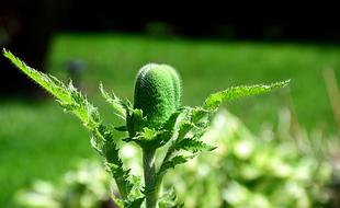 Poppy Closed Bud Close Up