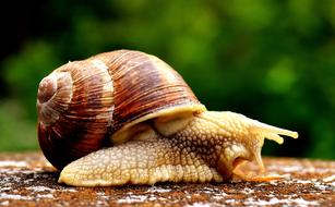 brown Snail crawling, macro