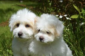 Puppies Dogs White green garden