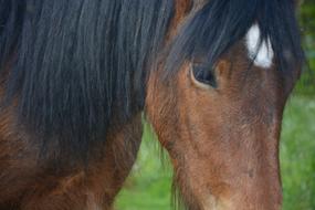 charming Horse Head Portrait