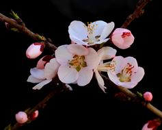 Peach Blossom Still Life