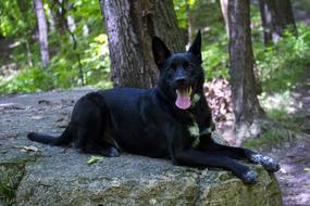 black Dog on a large stone in the forest