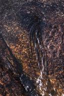 Texture Water on stone