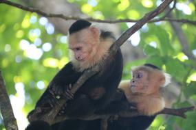 little monkeys on the branches at the zoo