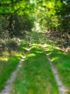 wagon tracks on the road