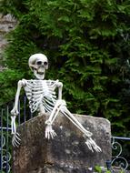 Skeleton Frame Bone