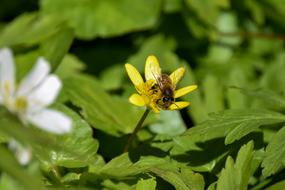 Bee Eyes Insect