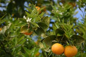 Orange Trees Oranges