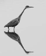 Lake Heron Mirroring Water