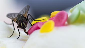 Close-up of the fly, on the colorful cake with the decorations