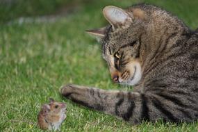 Cat and Mouse Catch