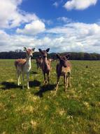 Dublin Deer Wildlife
