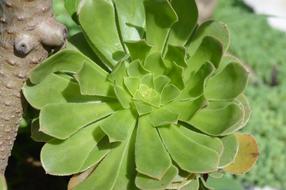 Green Plant Uttarakhand