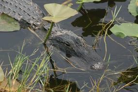 Alligator Florida Everglades