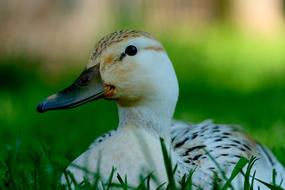 Cute, colorful and beautiful duck, sitting in the green grass