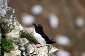black Razorbill Bird Wildlife