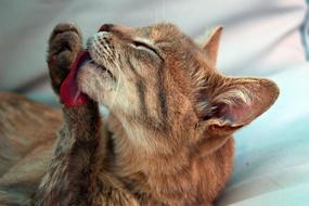 ginger cat with a big red tongue