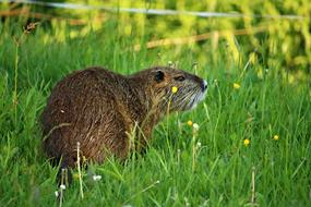 Nutria on green grass