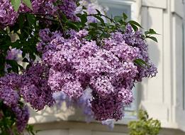 Tree Lilac Syringa Purple