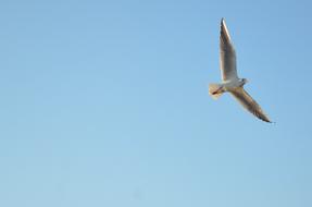 Seagull Bird In The blue Sky