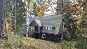 wonderful House Forest Architecture