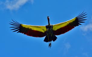 Condor Bird Sky