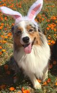 Dog in Ester Bunny headdress