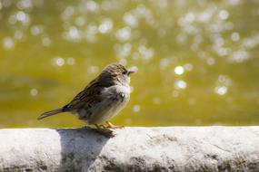 charming Sparrow small Bird