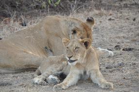 Beautiful and colorful lion with the cute lion cute in wildlife